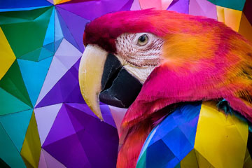 Concours National 2 Papier Couleur les 26 au 27 avril 2024 au Vaumain