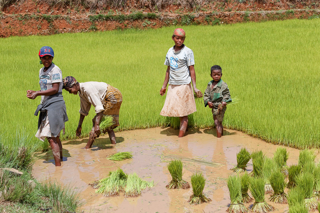 Quand Cultiver Le Riz Madagascar – CVIO
