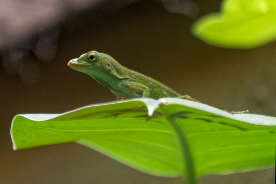 Puerto-Limon-Costa-Rica-18