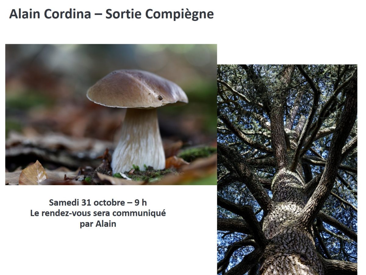 Sortie forêt de Compiègne 31 octobre