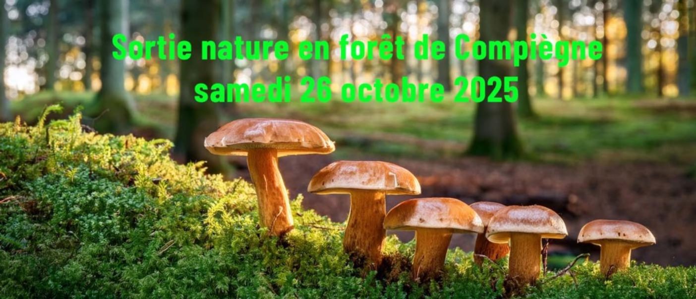 Sortie champignons